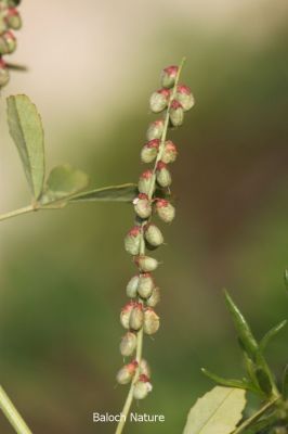 Sweet - clover seedpots
شمش بر انت یا دانگ انت
Shimsh
بہار ے درگتا کشت و کشارانی توک ءَ رودیت - ورگ ءِ باز وش انت اشیے وتی تام ءِ استیں - مرچاں تربت ءَ سبری ءِ نیادی ءَ بہا ہم دست کپیت ۔ وھدے زمانگاں جنیناں ٹولی کتگ ءُ شمش ءِ چنگ ءَ شہر ءَ شتگ انت ۔
