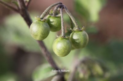 Solanum nigrum

لیلاں بلُک
Lillan balok
لیلاں بلوک ادا بر انت
لیلاں بلوک بہار کاہے - بلوچستان ء دو نمونگیں لیلاں بلوک رودیت یکے زردیں دانگ پر کنت او دومی سیاہیں دانگ پر کنت - اے سیہ دانگ انت - لیلان بلوکے دانگ شرکن انت اشیا مردم ورنت او مُرگ ہم ورنت

