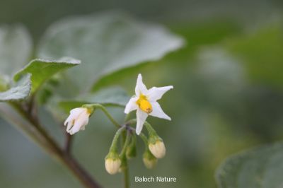 Solanum nigrum

لیلاں بلُک
Lillan balok
لیلاں بلوک ادا پُل انت
لیلاں بلوک بہار کاہے - بلوچستان ء دو نمونگیں لیلاں بلوک رودیت یکے زردیں دانگ پر کنت او دومی سیاہیں دانگ پر کنت - اے سیہ دانگ انت - لیلان بلوکے دانگ شرکن انت اشیا مردم ورنت او مُرگ ہم ورنت

