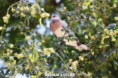 Laughing dove
شانتُل
Shantol
شاتُل بلوچستان ء اصلی مُرغ نہ انت - بلکن چو کپوت ء وڈا چُک او بر ء وھدا شاتل بلوچشان ء جنگل او گرمیں موسم ء کارمرز کنت - شاتل گونڈیں سُہریں او پُرکّویں بالی مرغ ء - وشّیں کوُ کوُ کنت - شاتل گیشتر بہار کاہ او ڈگاروان نندیت دان چنت او وارت 
