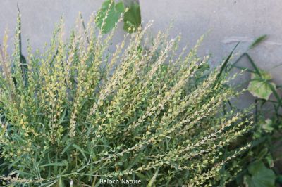Cress, Lepidium sativum
اسپنتان
espintan
اسپنتان بلوچستان ء پہ درمان کارمرز کن انت - اشیے دو ذات انت یکّے سُہر و دومی سیاہیں دانگ پر کن انت - اسپنتانے نرم نازرکیں تاکاں مرچاں چو سلاد ء وڈا ورنت - اشیا گیشتر باکلینکے ڈگارانی تہا چنڈنت - وھدے کہ دان کنت گڈا رْن انت و دانان ء انبار ء جم کن انت - وھدے ھاجتا کارمرز ء کن انت - بلے تنیگا اشیا چو نیادی ء وڈا نہ کش انت - اشیا ہمک مردْم وتی ھاجتے ردا کش ات

