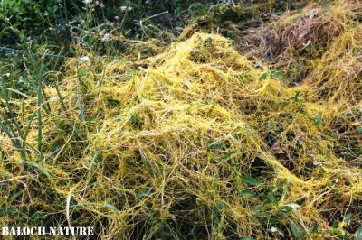 Cuscuta. dodder vine
شیرگو
Shirago
شیرگو یک ول ءِ کہ چہ دگہ درچک ءُ دارانی ءُ کاہانی مدت ءُ رودیت ۔ اے گیشتر درچکاں چہ جمل جنت ءُ چہ درچکانی یا کاہانی شاہ ءُ لمبان آپ وارت ۔ درچکاں پتاہیت پتاہیت ءُ تنکہ نپس ءِ  داریت ءُ ہمے وڑا درچک ءَ کوشیت  ۔ اے کسانیں پُل پر کنت ۔ دگنیا ءَ تنی وھدی 170 شیرگو ءِ زات ءُ زُریات درگیجگ بوتگ ۔ کہ آ زرد ءُ سُہر ءُ گلابی رنگاں موجود انت ۔ بلوچستان ءَ ایوکا زرد رنگ انست انت ۔ 

