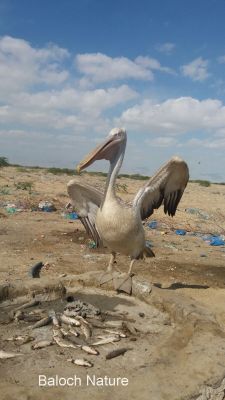 Pelican

میش مُرگ
Mish Morg
میش مُرگ دُگنیا ءَ ہشت نسل است ، ایشانی وزن سے تاں پانزدہ کیلو بوت کنت ۔ سے میٹر اشیے دراجی انت ۔ اے دریاباری مُرگ ءِ کہ گیشتر ماھیگ شکار کنت ۔ بلوچستان ءِ دریائی ھند و دمگاں زمستان ءِ موسُم ءَ میش مُرگانی ٹوہیں رم کئیت ۔ اے یک مہاجریں مُرگ ءِ گرماگ ءَ واتر بیت ۔
