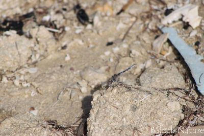 Ground skimmer
مُلاّھوک
Mollahok
