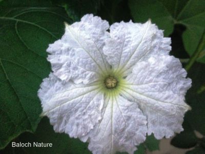 unknown flower
