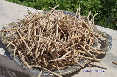 Black Eye Beans
ماک 
Maak
ماک بلوچستان ء ڈگار او کُچّگاں مرچی ہم زینت انت ، ماک دراجیں کوسرک پر کنت کہ اسپیت گونگ انت - ماک ہم بلوچستان ء یک دھل ء زانگ بیت - ماک ء کُوّل باز تام دار انت - ماک ء کشار ہم سبز او ڈولدار انت -۔

