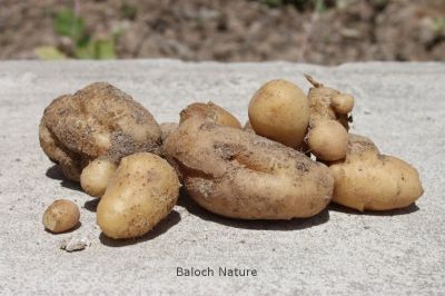 Potato
بٹاٹُک
Batatok
بٹاٹہ یا بٹاٹوک چونایا لاتینی امریکہ ءِ سبزی ءِ ۔ مرچاں اشیا بلوچستان ءِ روچدراتکی ھند ءُ دمگاں کشاورز کن انت ۔ اے کسانیں کاہ ءِ روتگاں چہ گردیں دانگ پر کنت ۔ اشیے دانگ زمین ءَ کل انت ۔ مرچاں بلوچانی نارُشت بے بٹاٹک ءَ بے جلوہ انت ، بزاں بلوچستان ءَ بٹاٹُوک باز کارمرز کن انت ۔
