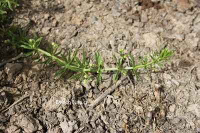 Unknown plant
نام درکار انت 
