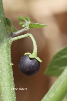 Solanum nigrum
لیلاں بلُک
Lillan balok
لیلاں بلوک ادا بر انت
لیلاں بلوک بہار کاہے - بلوچستان ء دو نمونگیں لیلاں بلوک رودیت یکے زردیں دانگ پر کنت او دومی سیاہیں دانگ پر کنت - اے سیہ دانگ انت - لیلان بلوکے دانگ شرکن انت اشیا مردم ورنت او مُرگ ہم ورنت

