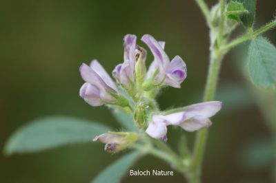 Alfalfa, Medicago sativaa

اِسپوست
Espost
اِسپوست کسانیں کاہے کہ کد ءِ 3 فٹ بوت کنت ۔ اسپوست رُدگ ءَ باز دیر کنت، بلے اولی رند ءَ رُونگ ءَ رند پدا زوت رودیت ۔ چین ءَ 1500 سال پیشتر اسپوست پہ تہلگ کار مرز کتگ ۔ اسپوست چاز سال ءَ بگر تاں ہشت سال ءَ کاہ دنت ، بلے اگاں اسپوست ءَ جاگہ وش بہ بیت ءُ ءُ بیست سال ہم زندگ بوت کنت ۔ اسپوست ءَ باز زات انت بلوچستان ءَ جموں رنگ ءِ پُل ءِ اسپوست کارمرز کن انت بلے دریں ملکاں زرد پُل ءپ گلابی پُل ءُ دگہ بازیں زات ءِ اسپوست است ۔ اسپوست ہما کاہ انت کہ اشیا دُراہیں دلوت ورانت ءِ ۔ اسپوست ہما کاہ انت کے دگنیائے چاریں کُنڈاں کِشگ بیت ۔
