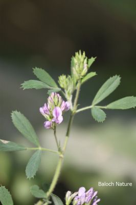 Alfalfa, Medicago sativaa
اسپوست
Espost
اِسپوست کسانیں کاہے کہ کد ءِ 3 فٹ بوت کنت ۔ اسپوست رُدگ ءَ باز دیر کنت، بلے اولی رند ءَ رُونگ ءَ رند پدا زوت رودیت ۔ چین ءَ 1500 سال پیشتر اسپوست پہ تہلگ کار مرز کتگ ۔ اسپوست چاز سال ءَ بگر تاں ہشت سال ءَ کاہ دنت ، بلے اگاں اسپوست ءَ جاگہ وش بہ بیت ءُ ءُ بیست سال ہم زندگ بوت کنت ۔ اسپوست ءَ باز زات انت بلوچستان ءَ جموں رنگ ءِ پُل ءِ اسپوست کارمرز کن انت بلے دریں ملکاں زرد پُل ءپ گلابی پُل ءُ دگہ بازیں زات ءِ اسپوست است ۔ اسپوست ہما کاہ انت کہ اشیا دُراہیں دلوت ورانت ءِ ۔ اسپوست ہما کاہ انت کے دگنیائے چاریں کُنڈاں کِشگ بیت ۔

