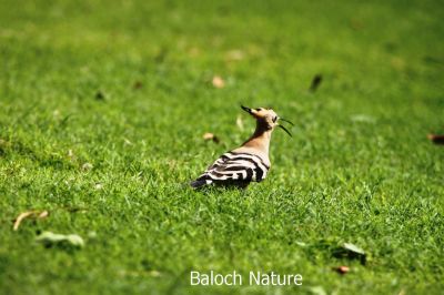 Hoopoe
شاپی کروس
Shapi Kros
شاپی کروس یک بلوچستان ءئ مُرگ نہ انت بلے وتی مہاجری وھداں بلوچستان ءِ زمین ءَ سپر کنت، شاپی کروس ءَ مُرگ ءِ سلیمان ہم گوش انت۔ بلوچ ءِ مرُ گ ءَ را نیکیں مُرگ ءِ زان انت۔ اے مرُ گ سیاہ ءُ اسپیت انت بزاں کمبر انت، بلے مُرگ ءِ گردن سُہر رنگ انت۔ اشیا ڈولداریں تاج ءِ پر انت کہ اے مُرگ ءِ براہ انت۔ 

