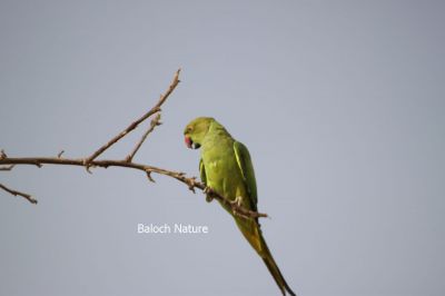 Parrot
مٹٹو
Metto

مٹّو یک بالی مُرگے کہ گیشتر سبز او آبادیں جاگہاں بیت - مٹو بلوچستاں روچدراتکی ہند و دمگان بیت بلے مکران ء نہ بیت - انچو گولو پیدارک ء نہ نند انت انچو مٹو مکران ء ہم نہ نند انت - مرچی باندا مٹو باز مردم وتی لوگ ء داریت - مٹو ء گپ سیکارین انت -۔
