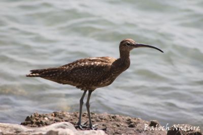 Long-billed Curlew
ٹِلّو
Tello
