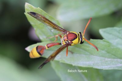 Black wasp
سوچاکو
Sochako

سوچاکو یک گودر ءِ بزان گوابز ءِ کہ گیشتر یک یک ءَ گرد ایت ۔ اے گودر پہ وتی پدریچ ءَ بزاں کسان کسانیں لیچ ءِ سرا لوگ جوڑ کنت ءُ ہمائے تہا ہیک دنت ۔ اے ہم ڈنگ جنت کہ باز تُرند انت ۔ ءُ یک ڈولداریں گوبزے۔


