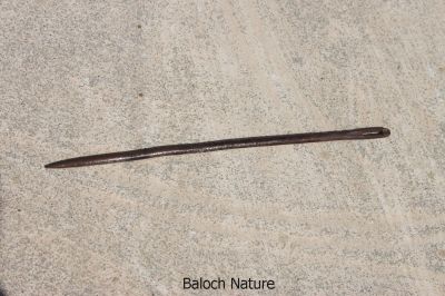Needle 
گوندوچ
Gondoch
 گوندوچ ہما مستریں سُچچن انت کہ چرایا گون دوتکگ انت ۔ چمیشیا نام ء گون دوچ نام کپتگ ۔ گون ، اُرجین، نپاد ء رٰلی ء جامگداں ءُ دگہ ڈالیں چیز دوتکگ انت ۔ اے چہ سُوچن ء باز مزن تر انت ۔ مرچی ہم گوندوچ ء الکاپی سرا کار بند انت ۔ 
 
