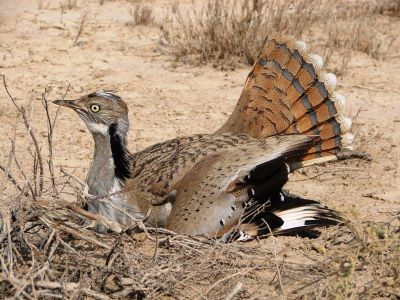 Houbara
چرز
Charz
چرز یک ٹوہیں بالی مُرگے - چرزے تنی وھدی 32 ذات درگیجگ بوتگ انت - چرز ایشیا او افریکہ ء مرُگ انت - وھدے کہ میانی ایشیا گوریچ کشّگا بنگیج کنت گُڈا اے ٹوھیں مُرگا ترڑگا نیلیت، مجبور بیت او وتی بالاں بندیت دیم پہ گرمیں ھنداں ۰ بلوچستان اکتوبرے ھلاسی او نومبرے بندات ء سر بیت - چرز گیشتر، مدگ، کٹگ، میزوک، کڈوک، چریت، کیپُک، بالواں چینت او وارت - بلوچستان پہ چرزا ایمنیں جاہے نہ انت - مئے درملکی مہمان مئے میاراں شکار کن انت او ما وا وا کنیں

