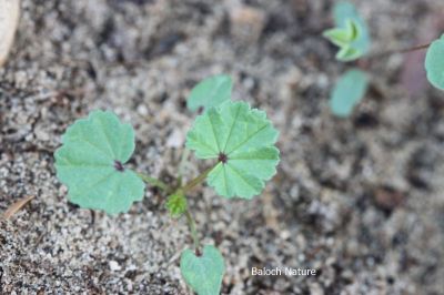  Malva Parviflora

گراپاد
Gorapad
گراگ پاد بہار کاہے - اے زمستانی ھور ء درگتا ھر ھند و دامگاں رودیت - بلوچاں اے کاہکے وڈا لہڈ داتگ و وارتگ و نارشت کتگ - اشیا دْراہین دلوت چرانت 
