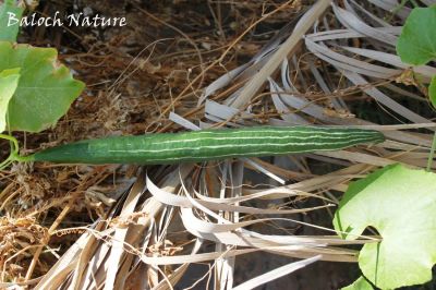 Snake gourd
پڑوال
Padwal
پڑوال ءَ باز جاگہ ءَ دراجیں کددو ہم گوش انت ۔ اے بلوچستان ءَ روچدرتکی ہند و دمگان گیشتر است ۔ ایشیا سبزی ءِ وڑا کارمرز کن انت ۔ ایشیے پُل ہم باز ڈولدار انت ۔
