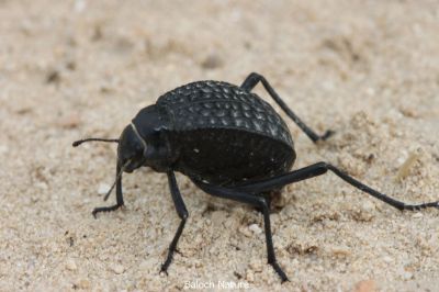 Beetle
میزوک
Mezok

میزوک کشانیں سیاہ رنگیں لوُلُک ء - اے گیشتر گریشگ و میداناں گندگ بیت - چوناےا گوندیں چُک چریشیا تُرسنت بلے اے تاوان دیُوکیں لُولُک ء نہ انت 

