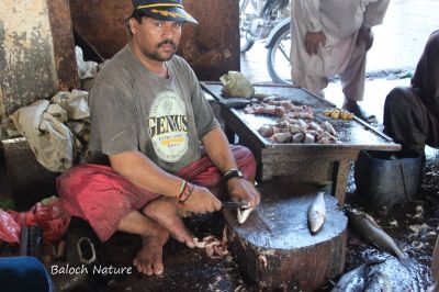 Fisherman
ماہیگی
Mahigi
گوادرے ماھیگ ءِ نیادی ءَمدام ماھیگی دست کپ انت کہ ماھیگ بہا کن انت ءُ  ماھیگ تُرنسنت  ءُ  گڈ انت ۔ ایشانی کرا مدام مردمانی لین لک اتگ ۔ اے ہم یک گودرے ماھیگ ء نیادی یک ماھیگی ات۔ 
