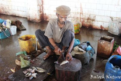 Fisherman
ماھیگ ءِ سر ءُ دمب کنوک
Maheeg sap kanok
ماھیگ ساپ کنگ ہم مرچاں یک کارے جوڑ بوتگ ۔ اے مرد گوادرے ماھیگ ءِ بازار ءَ نشتگ ءُ ماھیگاں سر ءُ دمب کنت ءُ وتی پوریات ءَ کنت ۔
