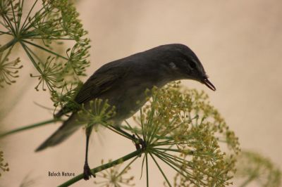Willow Warbler
ناہی ءُ پُچی
Nahi o Pochi
پُجی کسانیں مُرگ ء کہ گیشتر ماں مچّانی پُچانی توکا او کہیر او کُنرانی تاکانی توک ء کرم ' کٹگ ۔ مُوکو، مور او سلور پٹ ایت او گیپت او وارت ۔ چمیشکا اشیا پُچی گوش انت بلے باز جاہ ء اشیارا ناہی ہم گوش انت ۔ اے مُرگ یک جاہ ء نشت نہ کنت بلکن مدام سُریت او سٹ کنان انت ۔مرگ گونڈ بلے ڈولدار انت 
