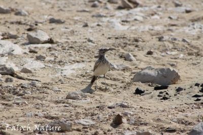 Greater Hoopoe-Lark
نام چے انت؟
اے مرُگ بلوچستان ءَ است انت ۔ اے سک باز تیز تچیت بلے نام ءِزانگ نہ بیت ۔ اگاں تئی ھنداں ایشیارا نام ءِ است ۔ گڈاں شیر ءِ بکن ات منت وار بیں 
