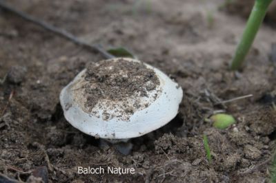 Portobello Mushroom
پشتلینک
Pashtalink
اے کُٹینگ ء یک ذاتے کہ اشیا پشتلینک گوشنت - اے گیشتعر ہما جاہں رودیت یا پیداک بیت کہ اودا گورم یا گوک یلہ بوتگ انت - اشارا نارُشت کن انت - او اشکرے سرا پچ انتے باز تامدار انت او وشّیں بوہے کنت - زمانگا بہارے درگتا کُٹینگے چنگا جنگل او ہنکیناں شتگ انت کہ اودا کُٹینگ باز بوتگ -۔
