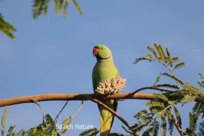 Parrot

مٹٹو
Metto
مٹّو یک بالی مُرگے کہ گیشتر سبز او آبادیں جاگہاں بیت - مٹو بلوچستاں روچدراتکی ہند و دمگان بیت بلے مکران ء نہ بیت - انچو گولو پیدارک ء نہ نند انت انچو مٹو مکران ء ہم نہ نند انت - مرچی باندا مٹو باز مردم وتی لوگ ء داریت - مٹو ء گپ سیکارین انت -۔
