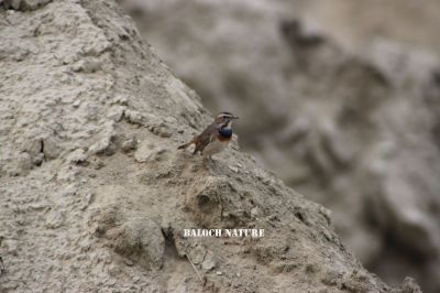 Bluethroat
نیل گور (بلوچی)
نیل گلو یا نیل کنٹھی مکھی گیر  (اردو)
Bluethroat (انگریزی)
Luscinia svecica (سائنسی)
ملیر، کراچی
#BirdsOfPakistan#BalochistanWildlife #natureofpakistan
#ExploreBalochistan
#Malir 
#Karachi 
#Bird 
منت وار سلمان بلوچ 
