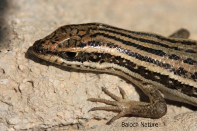 Chihuahuan spotted whiptail

روگن ریس
Rogen riase 

روگن ریس یک ڈولداریں سہدار ءِ ۔ اے ریک ءُ پُلک ءِ تہا ٹپ ات ءُ کسانیں لولوکاں گپت ءُ نک جنت ۔ اے یک تاوان دیوک ءِ نہ انت ۔ یک دوستناکیں ساہ دار ءِ

