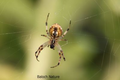 Spider
موکو
Moko
موکو یک کسانیں لولوک ات کہ  پہ وتی لاپ ء ھاترا درچکانی سرا تند جوڑکنت چہ تنداں مگسک بالو شکار کنت باز وشیں اکس 
