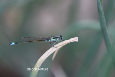 Damselfly
پرک
Perrik

