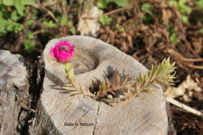 Rose moss
رگیتو
Regitto
رگیتو درچکے بُنڈے تہا چے رُستگ ءُ وتارا زندگ ء داشتگ ۔
