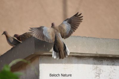 Laughing dove
شاتُل
Shatol

شاتُل بلوچستان ء اصلی مُرغ نہ انت - بلکن چو کپوت ء وڈا چُک او بر ء وھدا شاتل بلوچشان ء جنگل او گرمیں موسم ء کارمرز کنت - شاتل گونڈیں سُہریں او پُرکّویں بالی مرغ ء - وشّیں کوُ کوُ کنت - شاتل گیشتر بہار کاہ او ڈگاروان نندیت دان چنت او وارت 

