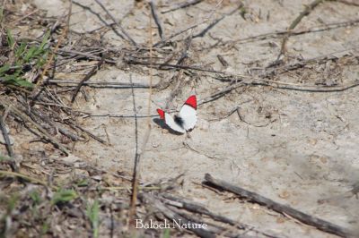 White red Butterfly
سُہر ءُ اسپیتیں مُلاھوک
Sohr o espetin mollahok
سہر ءُ اسپیتین مُلاّھوک ءِ اے ذات ایوک ءَ بلوچستان ءِ جزیرہ ہپت تلار ءَ است انت ۔ اے یک نایابیں مُلّاھوک ءِ من بازیں پٹ ءُ پول کتگ بلے اے زات من ءَ دگہ جاہ ءَ دست نہ کپتگ ۔ 

