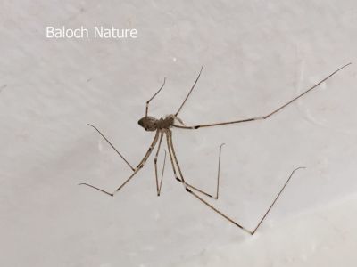 Long leg Spider
مُوکو
Moko
