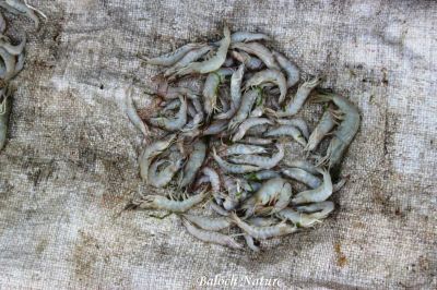 Shrimp
دریائی مدگ
Daryahi Madag
دریائی مدگ یم یک ماھیگ ءِ  ۔ اے گیشتر نزیک ءِ تیاب دپاں بیت ۔ بلوچستان ءِ زر ہم باز تہرے دریائی مدگ ءَ چے بے بہر نہ انت ۔ تیاب دپی مردماں چہ ابید بلوچستان ءِ بُرزی مردماں اشیے ورگ بژ ایت ۔چیا کہ اے چو کرم ءِ وڑا انت بلے اشیے تام باز وش انت ۔ 
