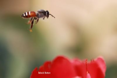 Honey bee 
بینگ مگسک
Binag Magisk
