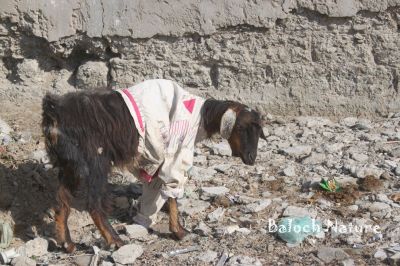 Goat
Bozz
بُز
اے بلوچستان ءِ بُز انت  نوں سما بیت کہ اے سال ءَ بلوچستاں باز سرد یا گوپر بوتگ ، انسانانی ہمراہیا دلوتاں ہم گوہر بوتگ ۔ اے اکس سردی ءِ نشانی انت ۔ اے جاگہ پسنی ہائی اسکول ءِ دپ انت ۔

