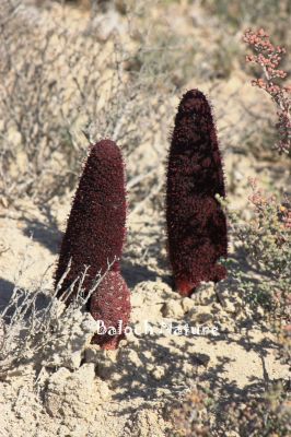 Cynomorium Coccineum

گرماسک ءُ گزمرک
Garmask o Gazmark

