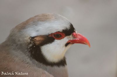 Red Legged Partridge
Kabg
کبگ
کبگ باز ڈولداریں بالی مُرگے - اے گیشتر ماں گریشگ او کوہ او ڈرّاں بیت- کبگ انچو ڈولدار انت تو ہمے وڈا آئیے رواج ہم باز ستا کرزانت - سبک سبک او میزان میزانا وتی پاداں ایر کنت - چریشیا بلوچ شاعران گوشتگ ' کہ تئ کبگی رواجاں منا شیدا کتگ' ۔
