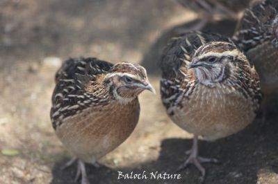 Common Quail
برنجی نکول او وپسی 
Brinji nikol o wapsi
برنجی نکول ء بلوچی باز نام است ۔ لہتیں جاہاں ایشاں وپسی ءُ ماشی نکول گوش انت باز جاہاں ایشاں بٹیر ہم گوش انت ۔ اے زمستان ء مدام گلہانی توک ء بیت گرماگ کڈب ءُ اسپُستانی تہا ٹپیت ۔ بلے وھدیکہ گلہ رون ءُ موش بنت ٹپگ ء جاگہ نہ بیت اے کورانی چپ ءُ چاگرد ٹُپ انت ءُ پہ وت وراکی درگیج انت ۔
