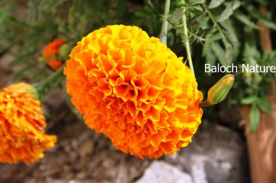 Marigolds
Gatipa
گتیپہ

گتیپہ یک موسمہ پل ات ۔کہ گرمیں ملکاں ستمبر چہ مارچ ءَ کش انت ۔سردیں مُلکاں مارچ ءَ چہ ستمبر کش انت ءِ ۔ اے باز ڈولداریں پُل پر کن انت ۔
