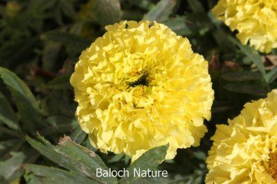 Marigolds
Gatipa
گتیپہ
گتیپہ یک موسمہ پل ات ۔کہ گرمیں ملکاں ستمبر چہ مارچ ءَ کش انت ۔سردیں مُلکاں مارچ ءَ چہ ستمبر کش انت ءِ ۔  اے باز ڈولداریں پُل پر کن انت ۔ 
