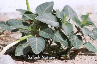 Datura
Dattorag
دتّورگ

دتورگ یک کسانیں بوٹگے کہ میدان جنگل اُو کوہاں رودیت - دتورگ زرد و اسپیتیں ڈولداریں دراجیں پُل پر کنت - دتورگ بر کنت کہ کُنٹآگ کنٹگ نمونگیں پُوستے تۃا دانگ ماں - چونئیا دتورگ دوا ء بلے مرچاں دتورگ دانگاں پہ نشہ کارمرز کن انت
