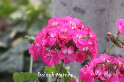 Pink Geraniums
Goragpad Poll
گراگپاد پُل
