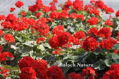 Red Geraniums
Goragpad Poll
گراگپاد پُل
