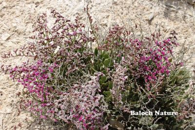 Sea Lavender
Pajja Beyar
پجّہ بیار
اے کسانیں بوٹگ  اول سرا سُہریں پُل جنت   پدا اسپیت بنت او گڈ سرا گلابی بنت ۔ اے درچک دریا بار ءِ ھند ءُ دمگاں است ۔ اگاں شما کس ءِ اے کسانیں درچکا پجّہ کاریت گڈا کومنٹان دوست مداریت
